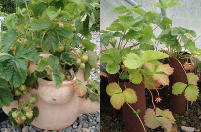 Grow Strawberries In Strawberry Pots